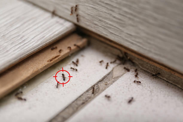  Lake Holm, WA Pest Control Pros