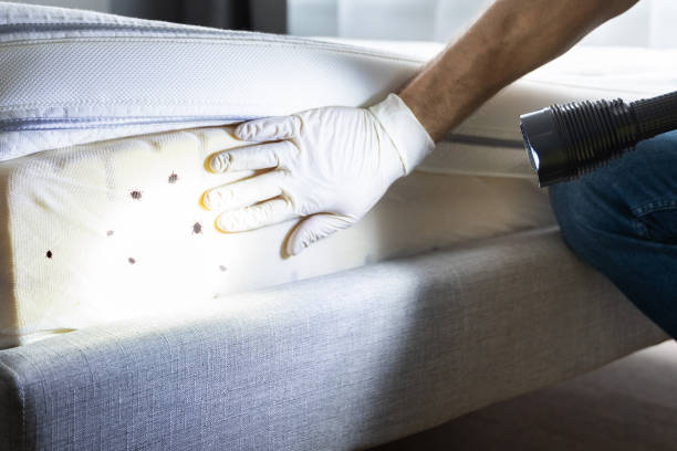 Trusted Lake Holm, WA Pest Control Experts
