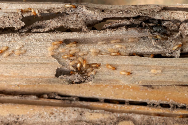 Best Residential Pest Control  in Lake Holm, WA